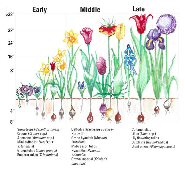 bulb planting guide illustration for spring bulbs